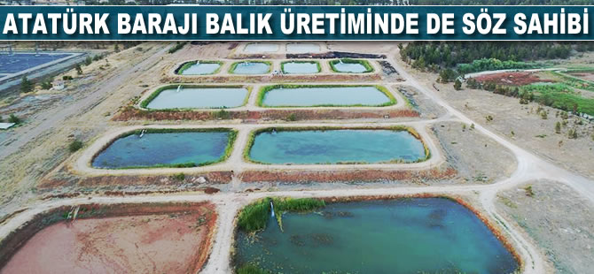 Atatürk Barajı balık üretiminde de söz sahibi