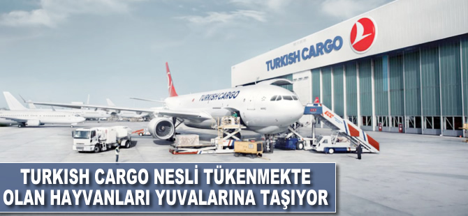 Turkish Cargo nesli tükenmekte olan hayvanları yuvalarına taşıyor