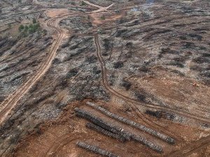 Yangının kül ettiği 350 hektar orman alanı yeşerecek