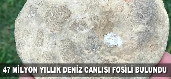 47 milyon yıllık deniz canlısı fosili bulundu