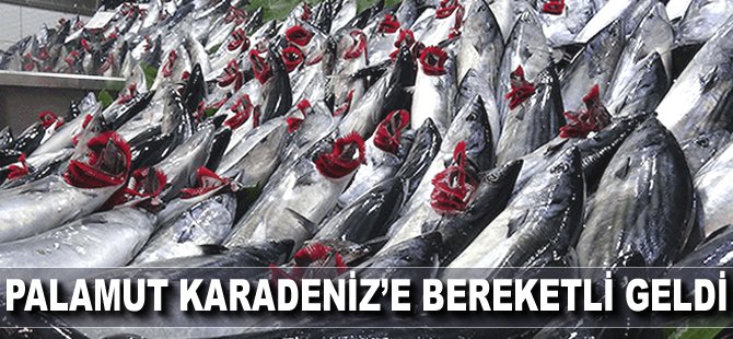 Palamut Karadeniz'e bereketli geldi