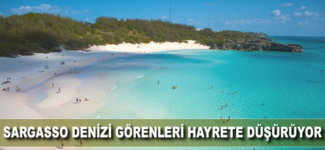 Sargasso Denizi görenleri hayrete düşürüyor