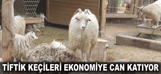 Tiftik keçileri ekonomiye can katıyor