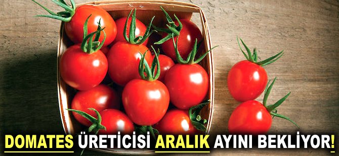 Domates üreticisi Aralık ayını bekliyor!