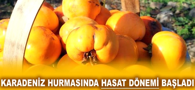 Karadeniz hurmasında hasat dönemi başladı