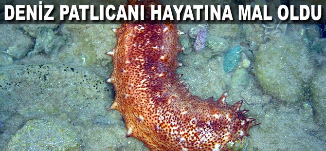 Deniz patlıcanı hayatına mal oldu