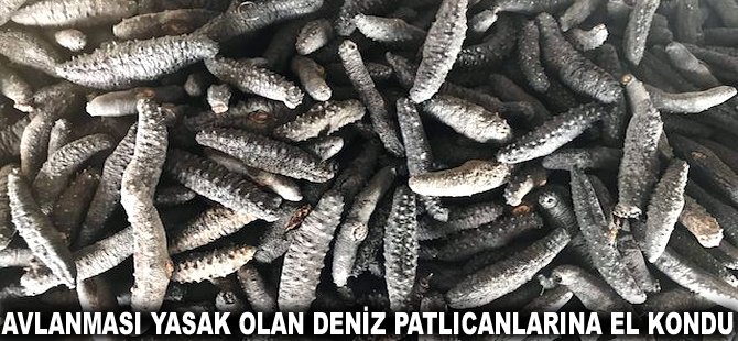 Avlanması yasak olan Deniz Patlıcanlarına el kondu