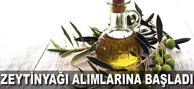 Zeytinyağı alımlarına başladı