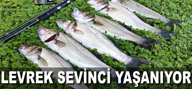 Levrek sevinci yaşanıyor