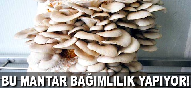 Bu Mantar bağımlılık yapıyor!