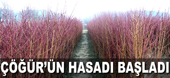 Çöğür'ün hasadı başladı