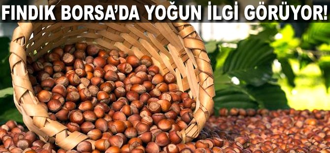 Fındık Borsa'da yoğun ilgi görüyor!