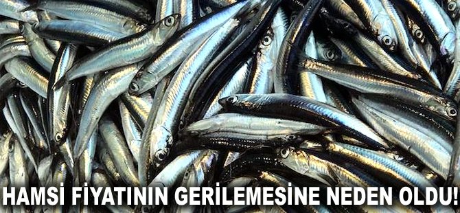 Hamsi fiyatının gerilemesine neden oldu!