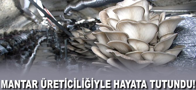 Mantar üreticiliğiyle hayata tutundu!