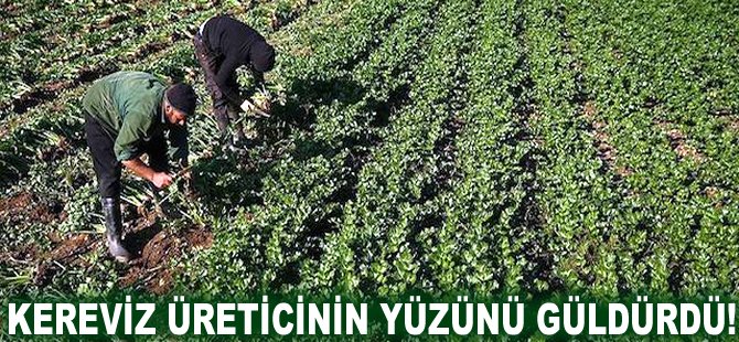 Kereviz üreticinin yüzünü güldürdü!