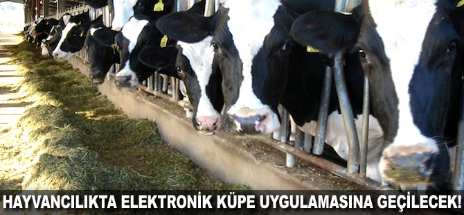 Hayvancılıkta Elektronik Küpe uygulamasına geçilecek!