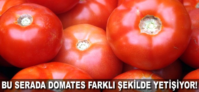 Bu serada Domates farklı şekilde yetişiyor!