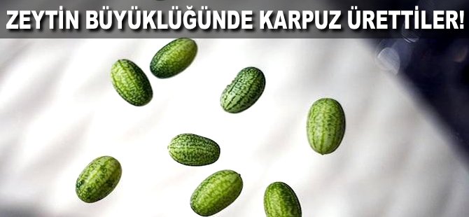 Zeytin büyüklüğünde Karpuz ürettiler!