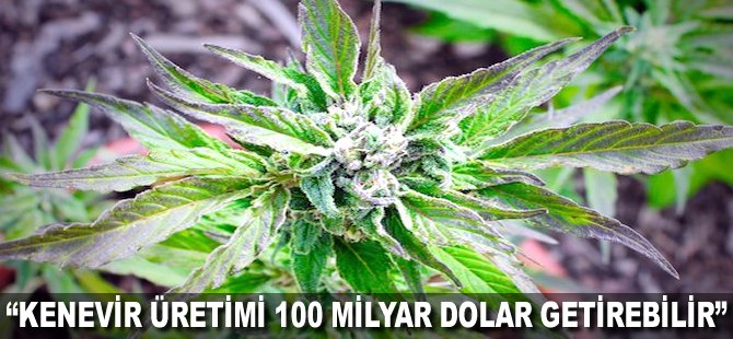 "Kenevir üretimi 100 milyar Dolar getirebilir"