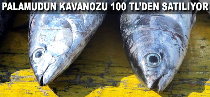 Palamudun kavanozu 100 TL'den satılıyor