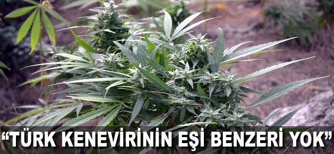 "Türk kenevirinin eşi benzeri yok"