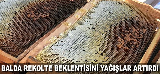 Balda rekolte beklentisini yağışlar artırdı