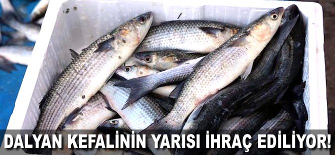 Dalyan kefalinin yarısı ihraç ediliyor!