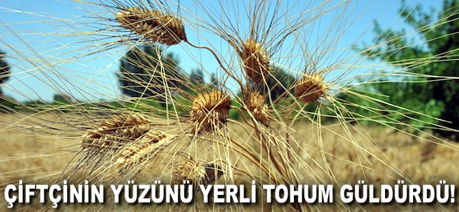 Çiftçinin yüzünü yerli tohum güldürdü!