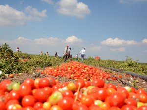 Bu gübre Çöl'de domates yetişmesini sağlıyor!