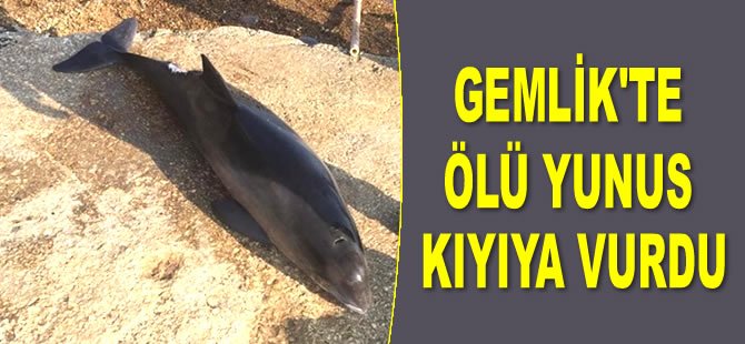 Gemlik’te ölü yunus kıyıya vurdu