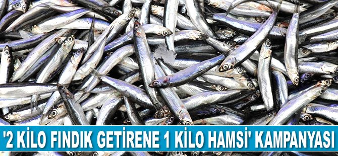 Fatsa’da ‘2 Kilo Fındık Getirene 1 Kilo Hamsi’ kampanyası başlatıldı