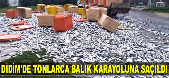 Didim’de tonlarca balık karayoluna saçıldı