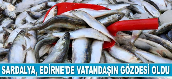 Sardalya, vatandaşın gözdesi oldu