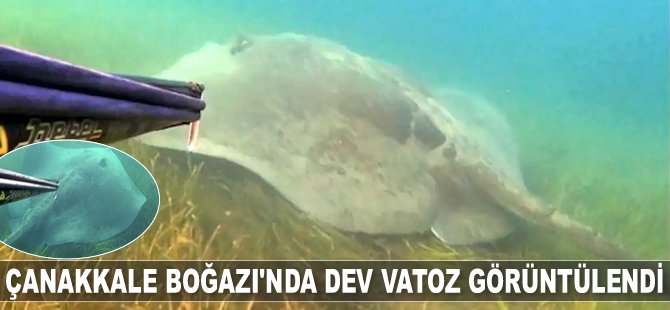 Çanakkale Boğazı'nda dev vatoz görüntülendi