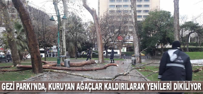 Gezi Parkı'nda, kuruyan ağaçlar kaldırılarak yenileri dikiliyor