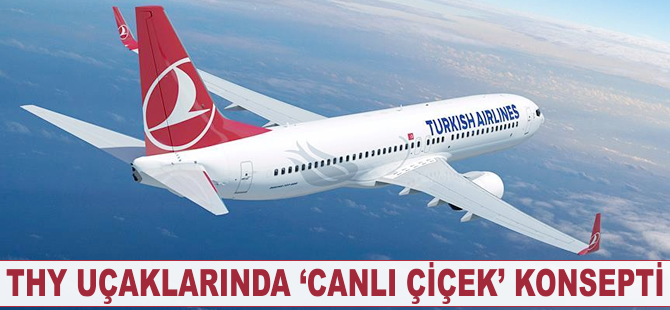 THY uçaklarında 'canlı çiçek' konsepti